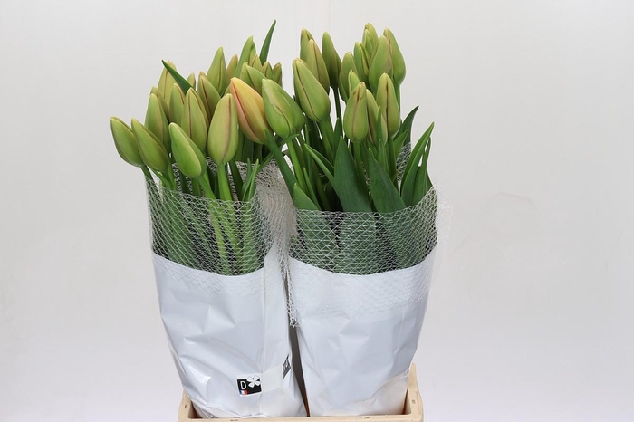 <h4>Tulipa (frans) En Frejus</h4>