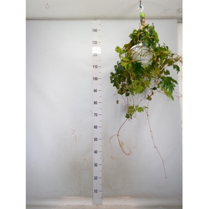 Cissus rhombifolia 'Ellen Danica'