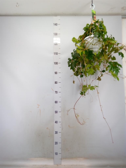 <h4>Cissus rhombifolia 'Ellen Danica'</h4>