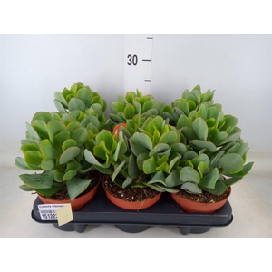 Crassula arborescens