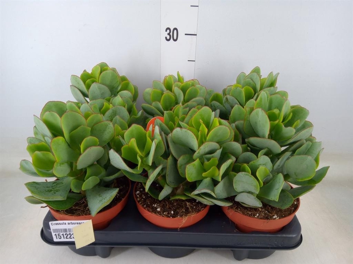 <h4>Crassula arborescens</h4>