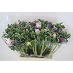 Anem Mistral Super Cenere