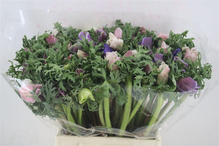 <h4>Anem Mistral Super Cenere</h4>