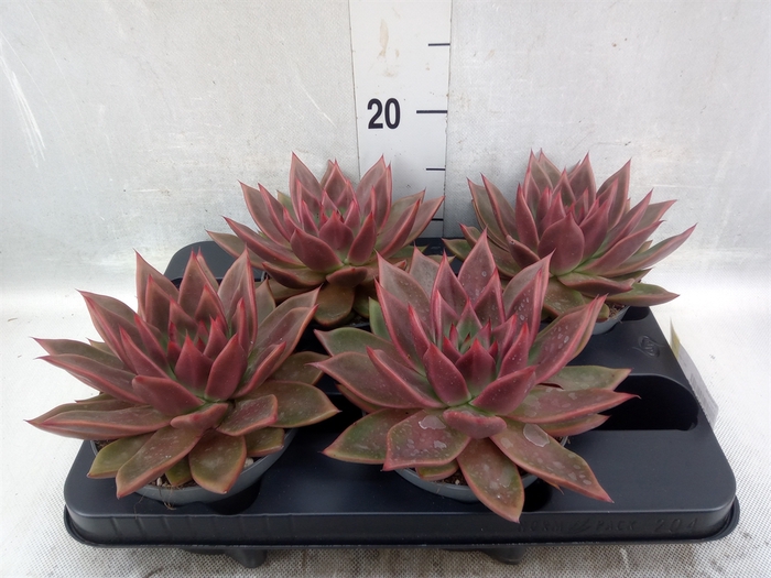 Echeveria   ...