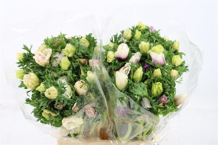 <h4>Anem Marianne Panda White</h4>