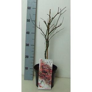 Acer palmatum 'Orangeola' P19 Full CC