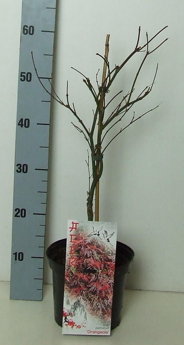 <h4>Acer palmatum 'Orangeola' P19 Full CC</h4>