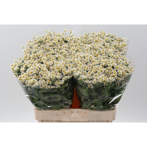 Tana Pa Single Vegmo