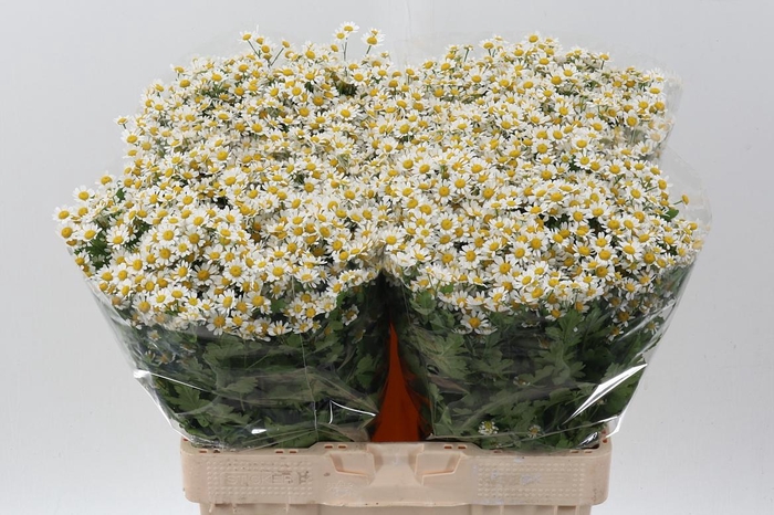 <h4>Tana Pa Single Vegmo</h4>