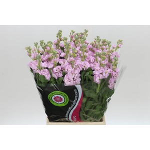 Matthiola Iron Cherry Blossom