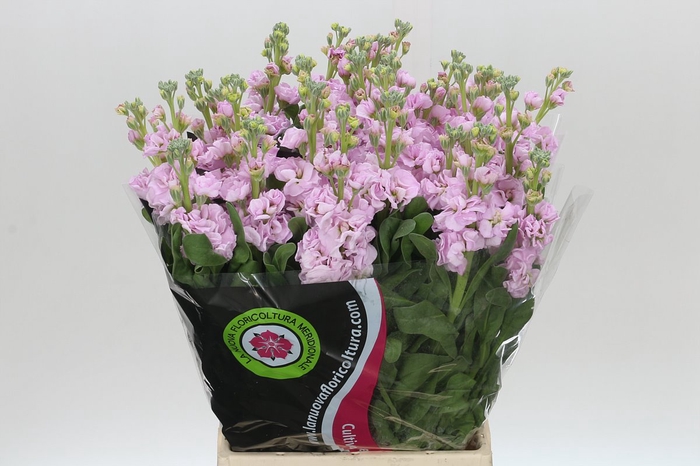 <h4>Matthiola Iron Cherry Blossom</h4>