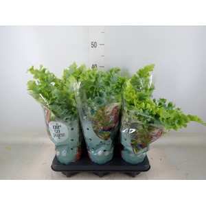 Phlebodium aureum 'Davana'