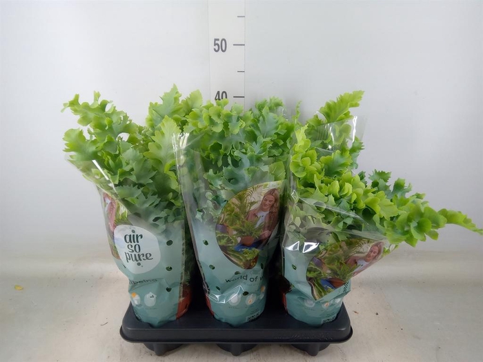 <h4>Phlebodium aureum 'Davana'</h4>