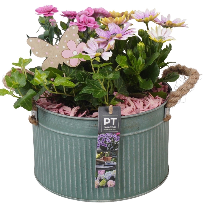 <h4>Arr.   Perkplanten L%</h4>