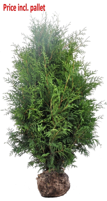 <h4>Thuja occ. Brabant, plantmaat 160-180 cm - Rondgestoken - KLUIT</h4>