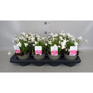 Rhodohypoxis baurii