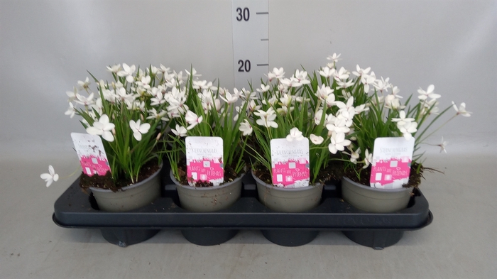 <h4>Rhodohypoxis baurii</h4>