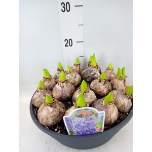 Hyacinthus orie. 'Aqua'