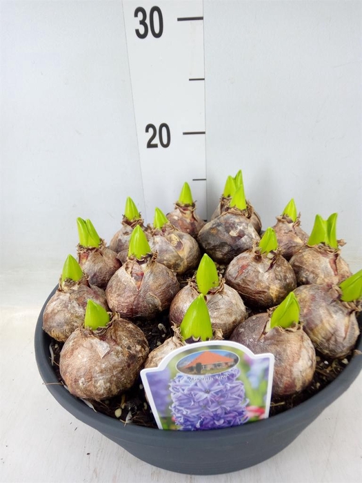 <h4>Hyacinthus orie. 'Aqua'</h4>