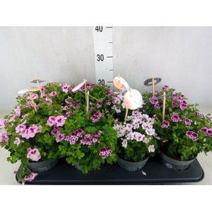 Pelargonium gran.   ...