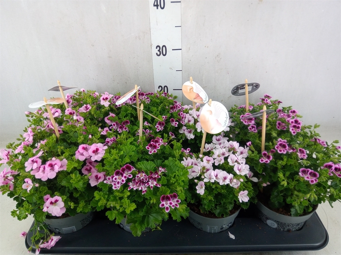 <h4>Pelargonium gran.   ...</h4>