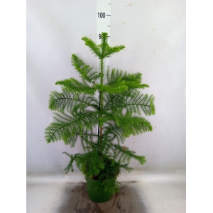 Araucaria heterophylla