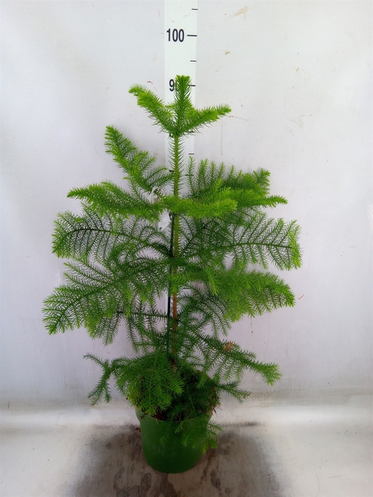 <h4>Araucaria heterophylla</h4>