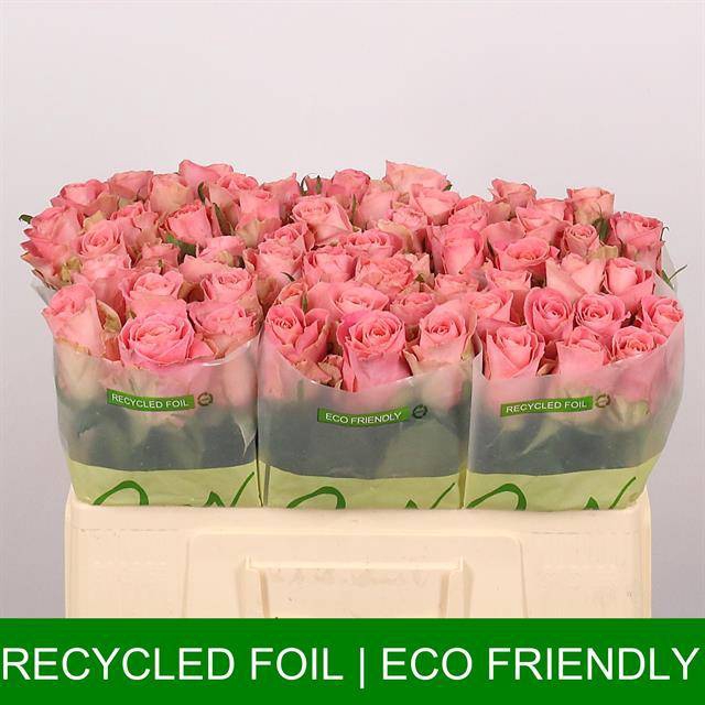 <h4>Rosa large hermosa+</h4>