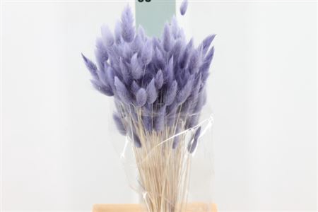 Dried Lagurus Bleached Milka Bs