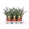 Sansevieria cylindrica overig Diamond Green