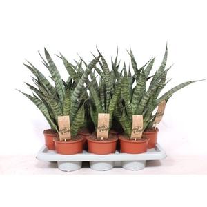 Sansevieria cylindrica overig Diamond Green
