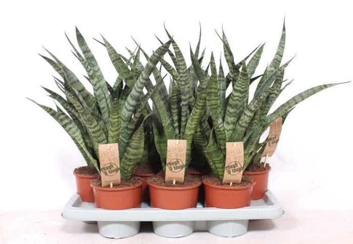 <h4>Sansevieria Diamond Green</h4>