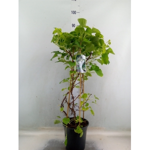 Hydrangea anomala petiolaris