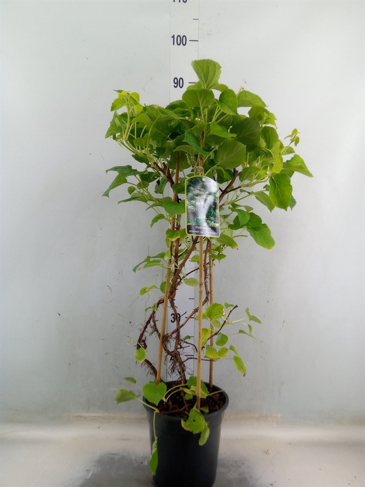 <h4>Hydrangea anomala petiolaris</h4>