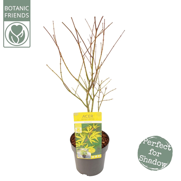 <h4>Acer palm. 'Anne Irene' ®</h4>