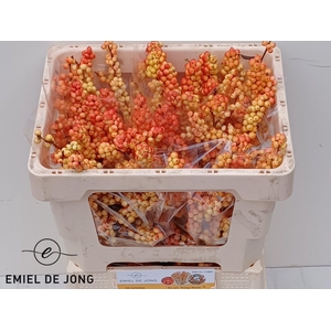 ILEX ILEXIA VICTORIA