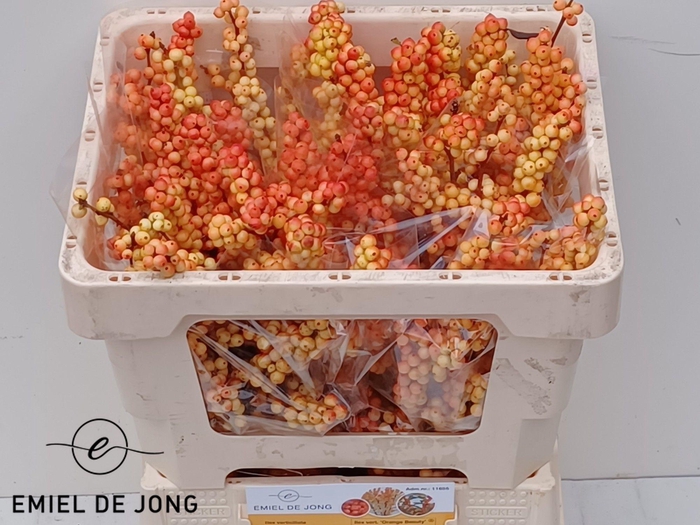 <h4>ILEX ILEXIA VICTORIA</h4>