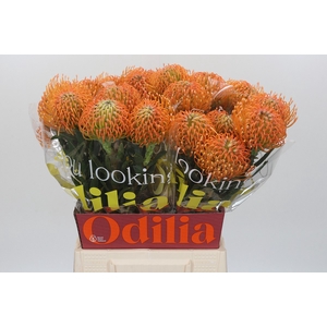 Nutans Ayoba Peach