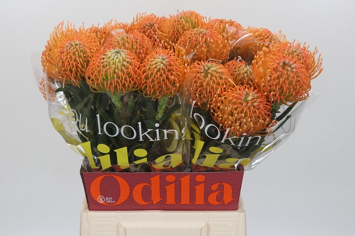 Nutans Ayoba Peach