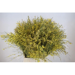 Ginster 400gr Yellow P Bunch
