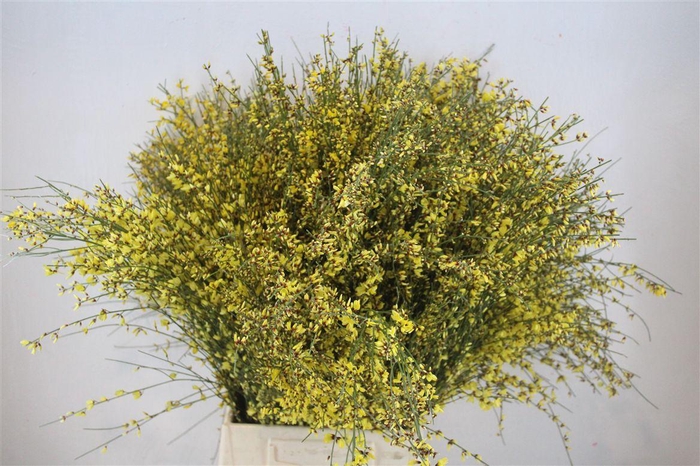 <h4>Ginster 400gr Yellow P Bunch</h4>
