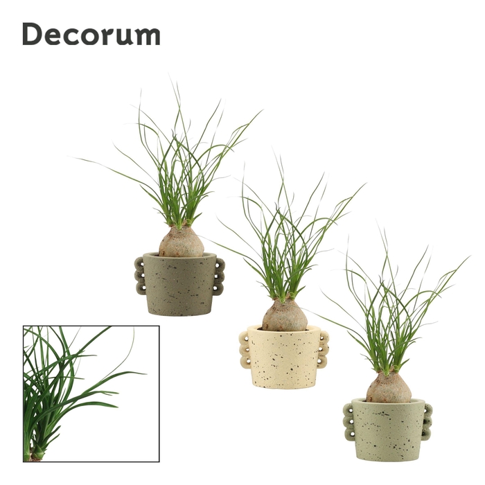 <h4>Beaucarnea bol 6 cm in Dione (Nature world-collection)</h4>