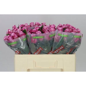 Rosa Gr Maritim
