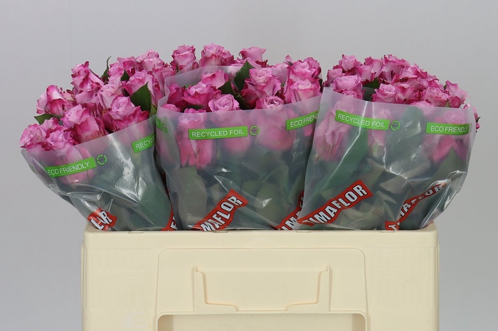 <h4>Rosa Gr Maritim</h4>
