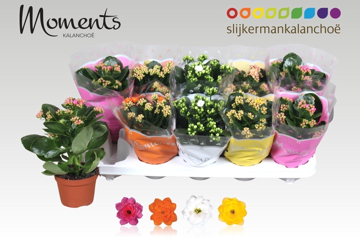 <h4>KAL GE GEM 4 KL</h4>