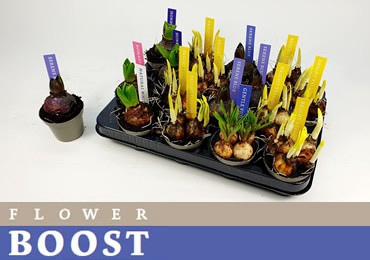 BOLBLOEMEN GEM