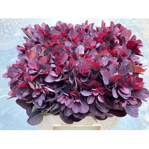 COTI C ROYAL PURPLE