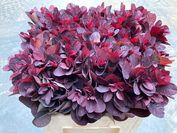 <h4>COTI C ROYAL PURPLE</h4>
