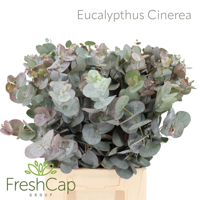 <h4>Eucalypthus Cinerea</h4>
