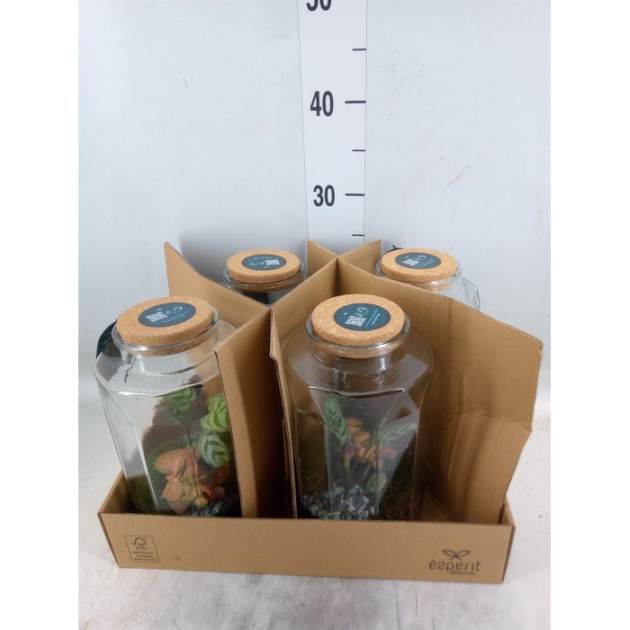 <h4>Arr.    Planten  L%</h4>